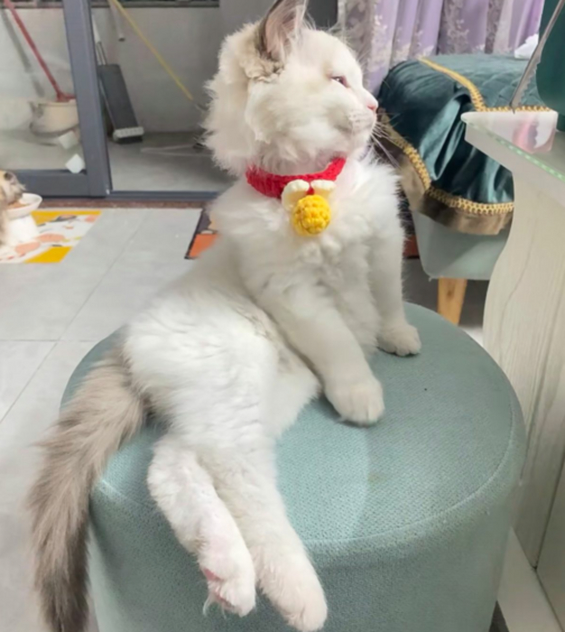 挑战全网最妖娆的布偶猫坐姿,不服的可以发图来挑战.