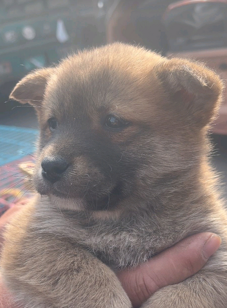 商家非说是小柴犬,但我看着就是小土狗啊