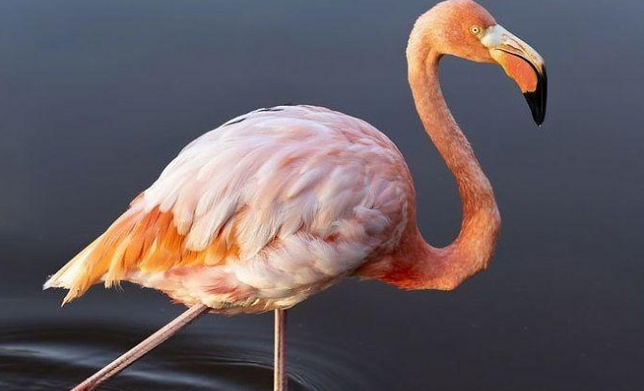 火烈鸟,小时候的火烈鸟其实是灰色的,它们的食物中含有大量的红色色素
