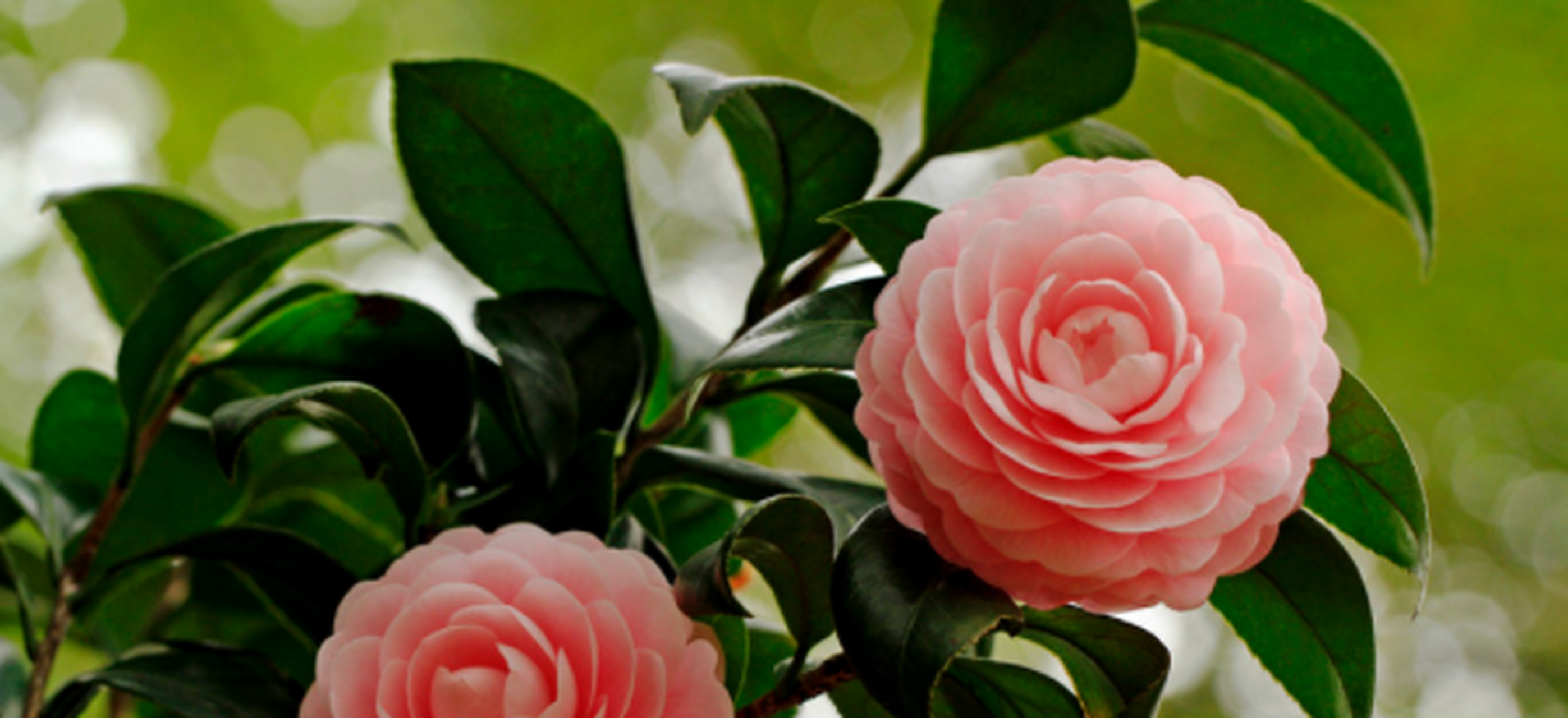 桂花树苗价格总汇大全