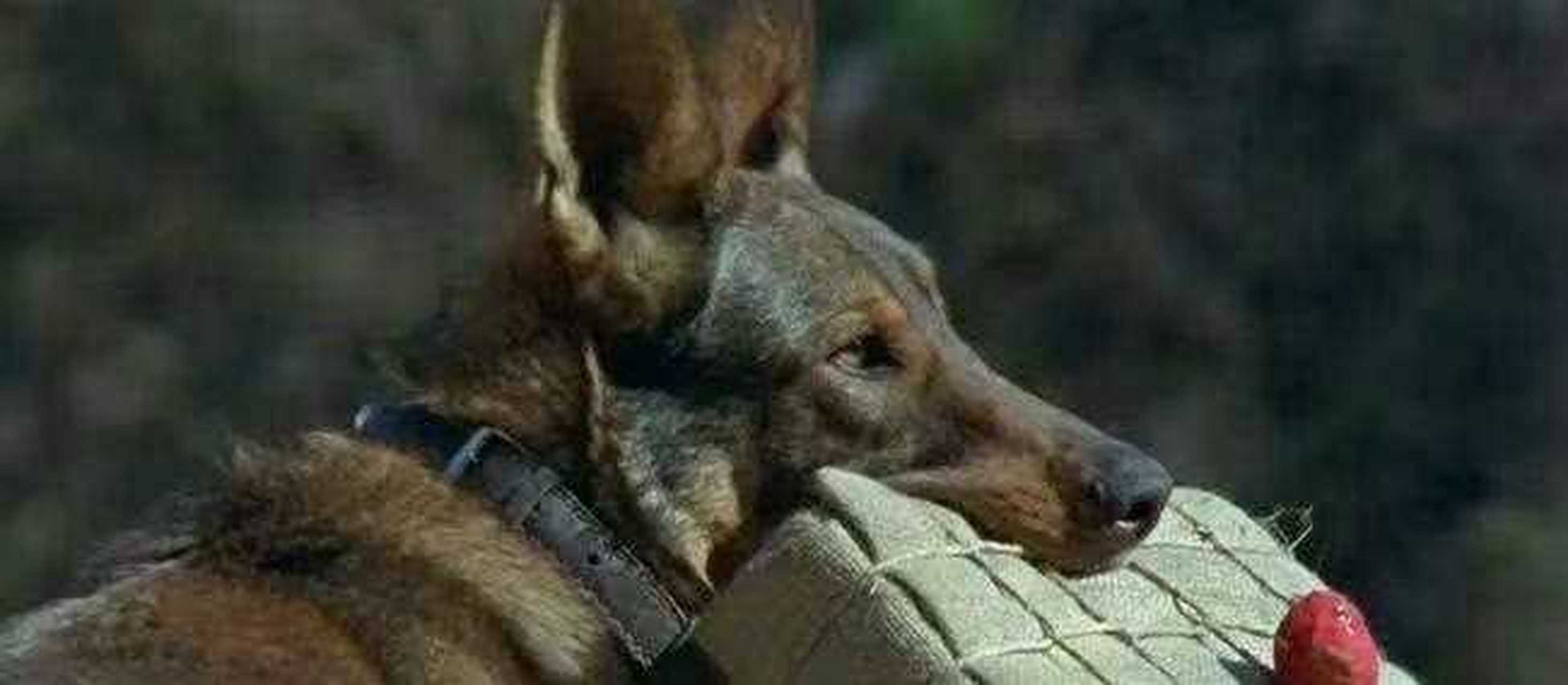 为了拍摄《军犬》,面对功勋犬海龙因拍戏被炸弹炸得粉身碎骨,网友气愤