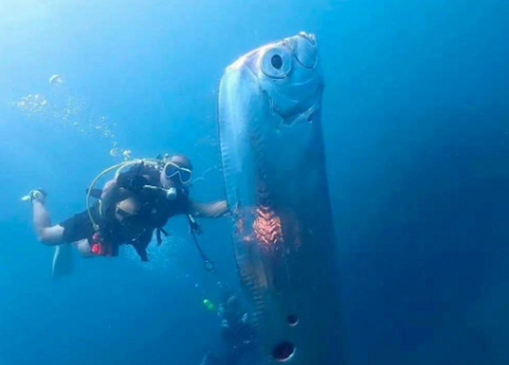 皇带鱼,又称地震鱼,好大一只[你懂的]