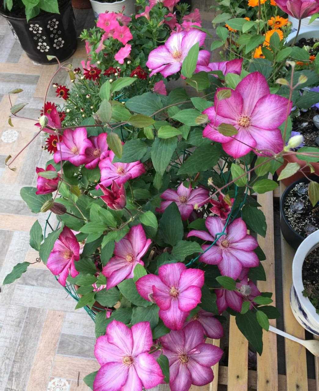 早,是适合养铁线莲的季节,给大家介绍一个很值得拥有的品种——解放