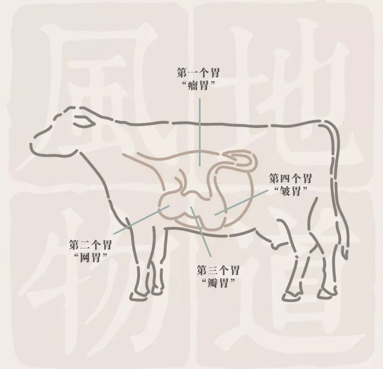 奶牛四胃位置图解图片