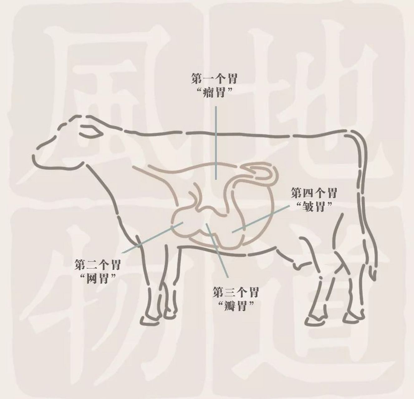 牛有四个胃,分别为瘤胃,网胃,瓣胃,真胃 所以,哪个是毛肚?
