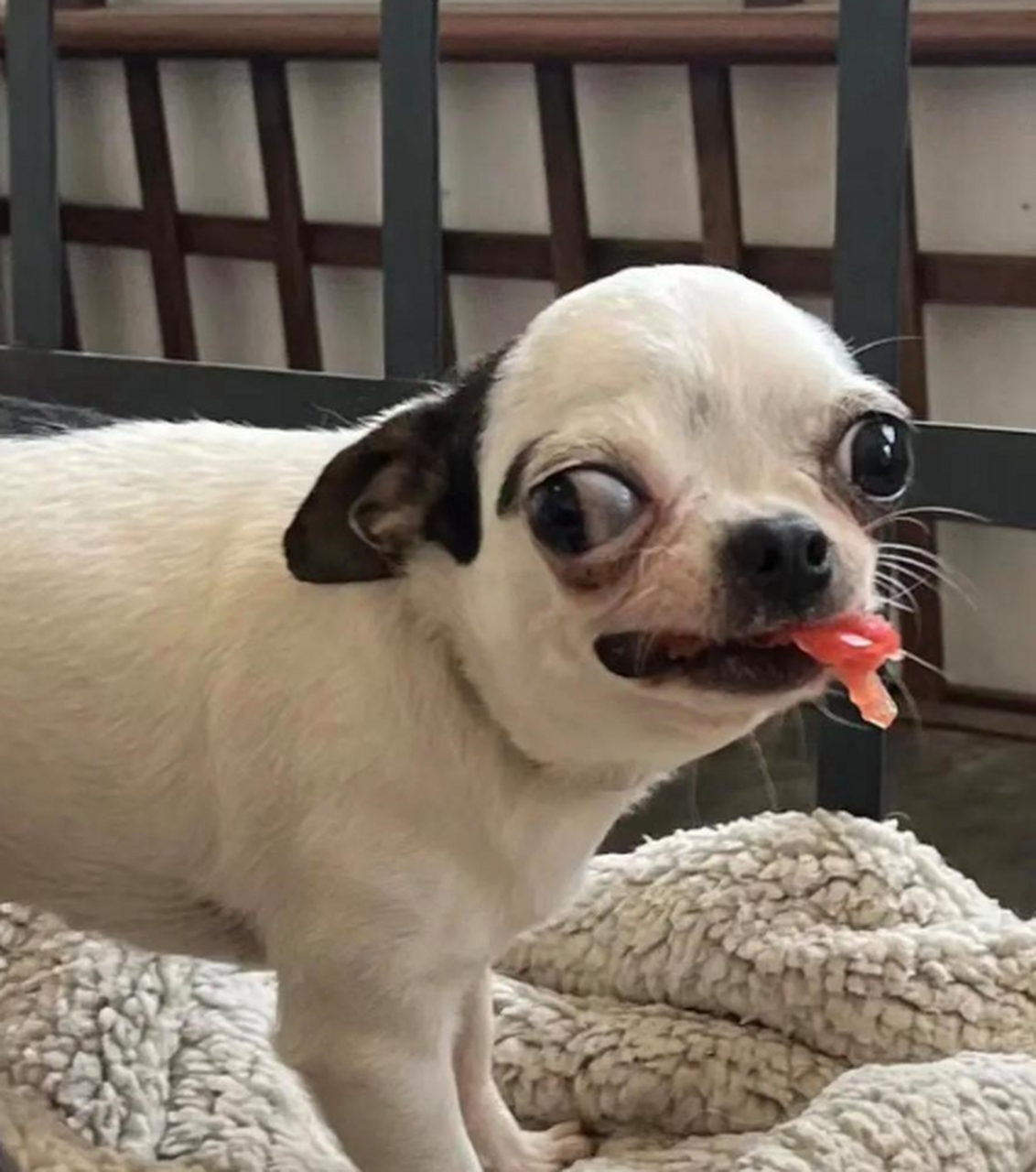 狗子为啥表情看着那么安详?