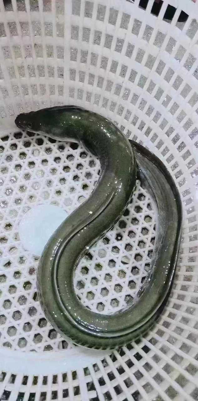 海鲈鳗鱼,口感细腻,肥美鲜香,好吃到停不下来 ,可以切片 清蒸  煲粥