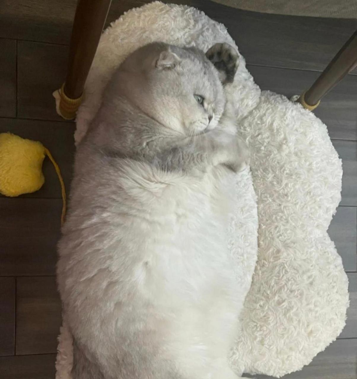 这种猫是极其稀少的猪猫,大家见过吗?