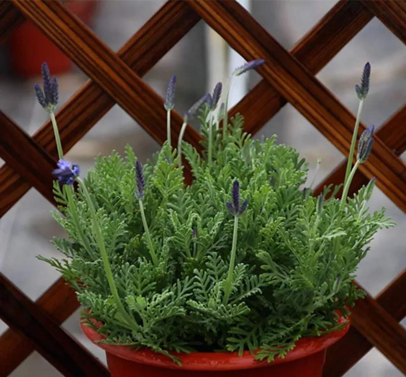 薰衣草,又叫香水植物,灵香草,是唇形科薰衣草属的一种小灌木植物.