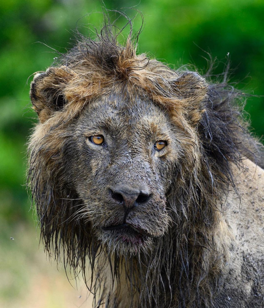 记录大自然的动物世界# #狮子#  一只亚成年雄狮狩猎完野牛,它的商邋