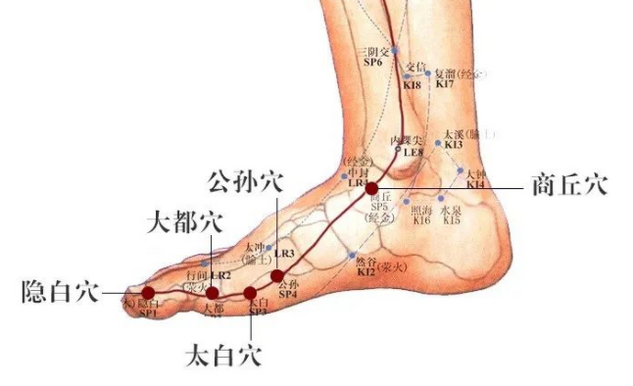 隐白的准确位置图片图片