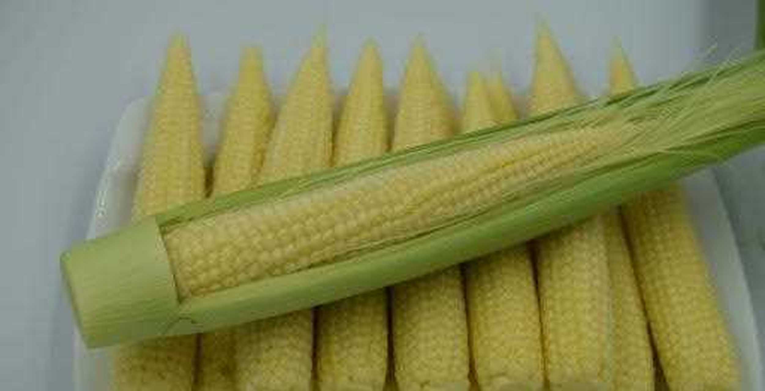 玉米笋 别名珍珠笋,番麦笋 主要季节 1[鼓掌] 挑选方式[汗] 挑玉米笋