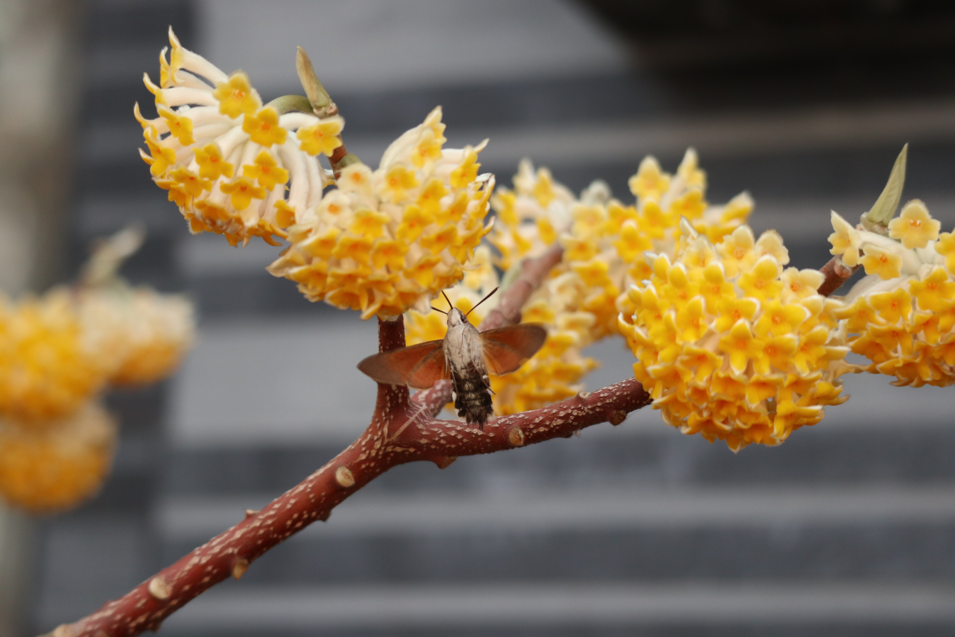 结香花打结的寓意图片