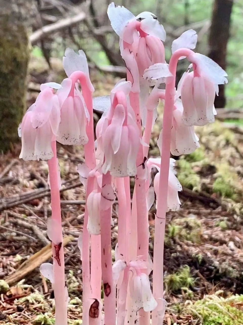 粉色水晶兰 分布地区喜马拉雅山区一直往东,从云南到广东,再跨海东到