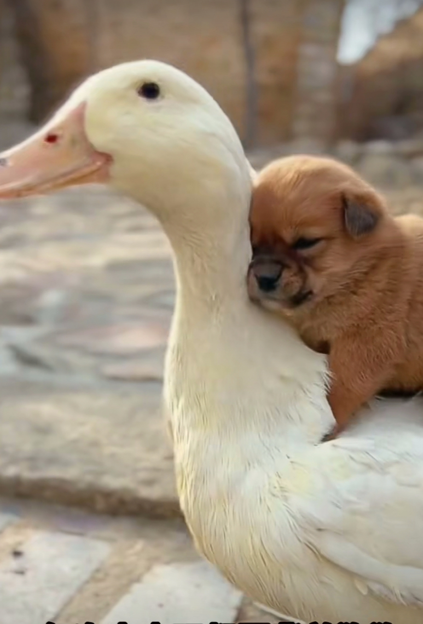 狗狗与大白鹅的友谊