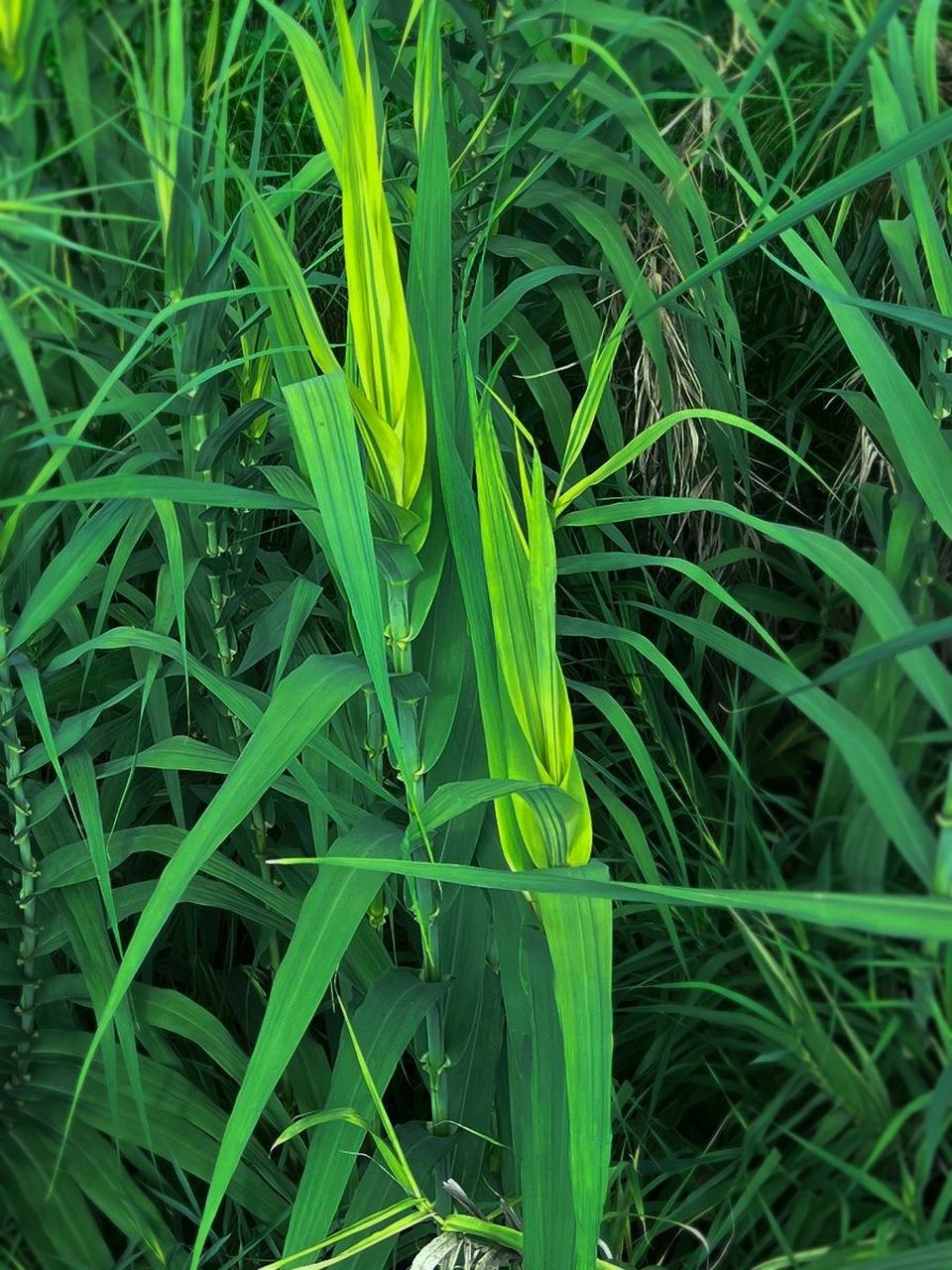 咋不结果子 逛到一片野玉米林子,但是咋没看到玉米呢?