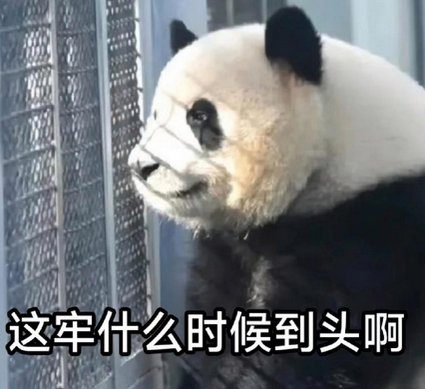 大熊猫表情包,不愧是国宝,好萌啊