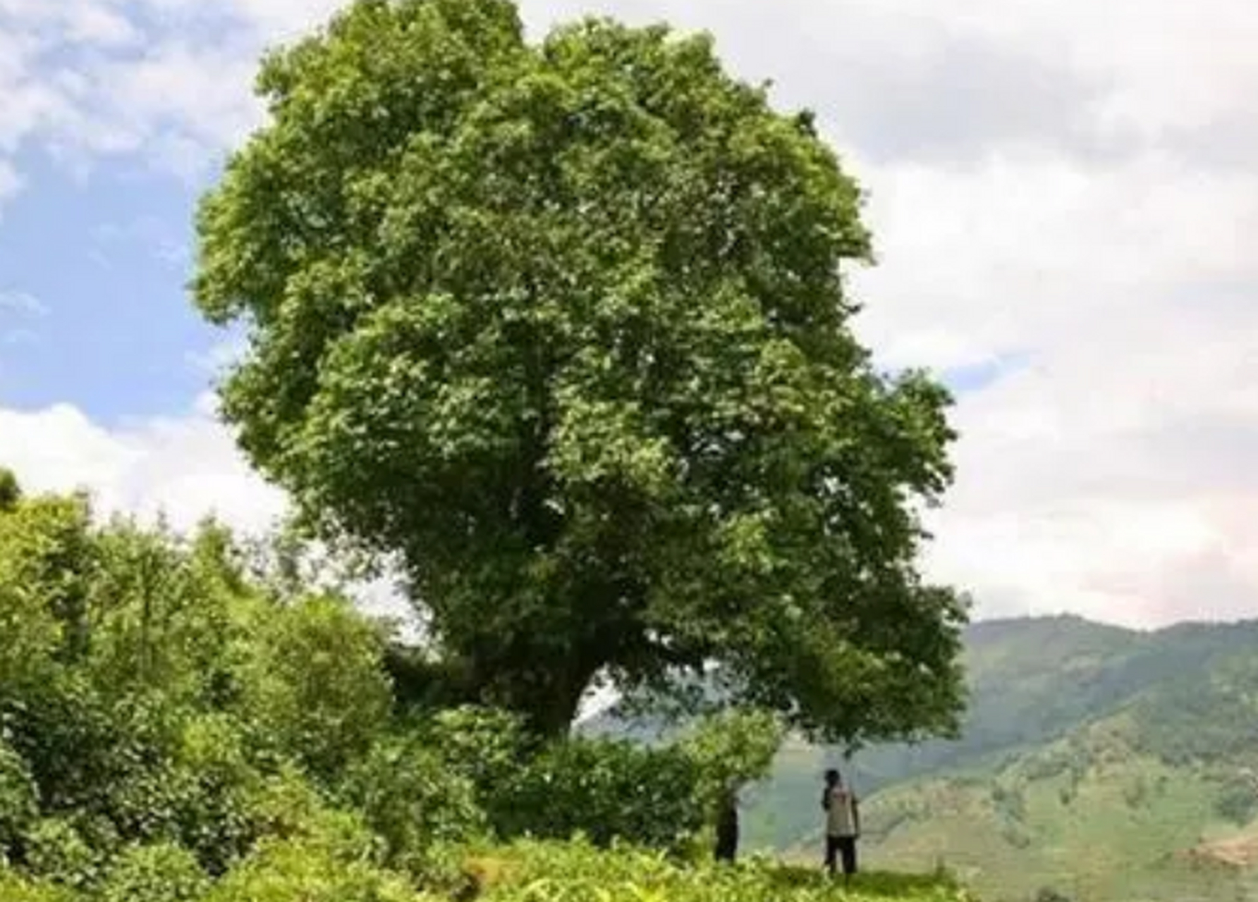 2011年,宜賓古茶樹考察鑑定組在天宮山通過現場考察,鑑定了一株樹高