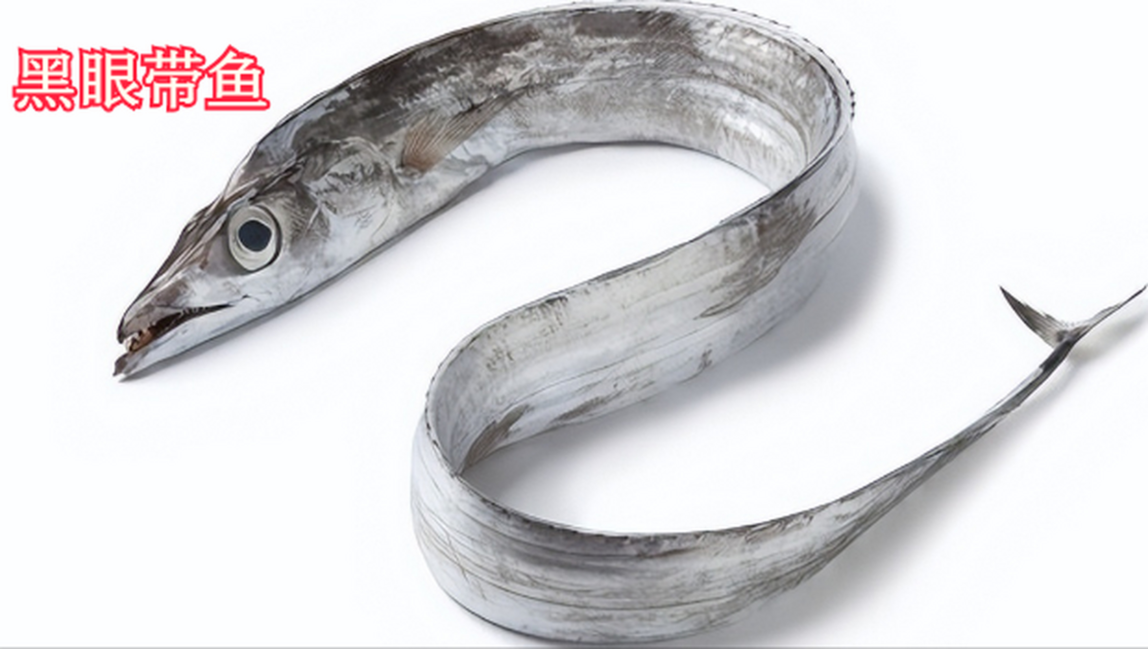 不过,细心的朋友应该发现了,市面上的带鱼不光长段,宽窄不一,连眼睛的