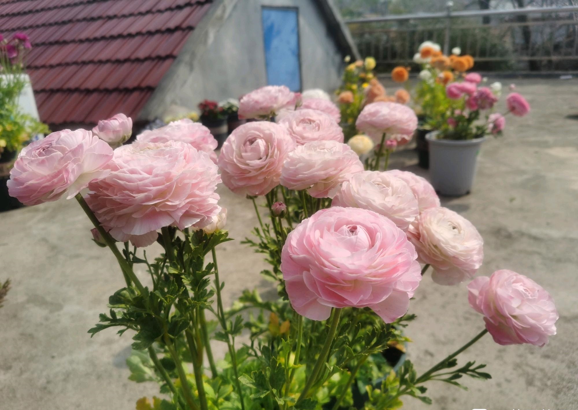 冬季和早春,养花就选"花毛茛",别名洋牡丹,球根植物,典型的冬种型,一