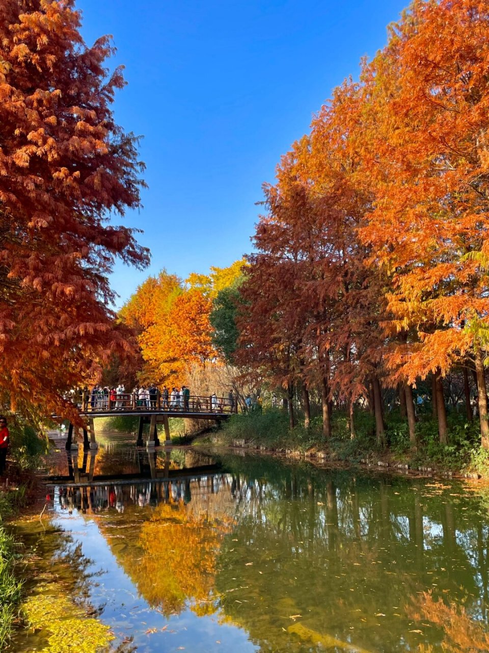 今年秋天虎丘湿地公园真的赢麻了  虎丘湿地公园真的比天平山还要美!