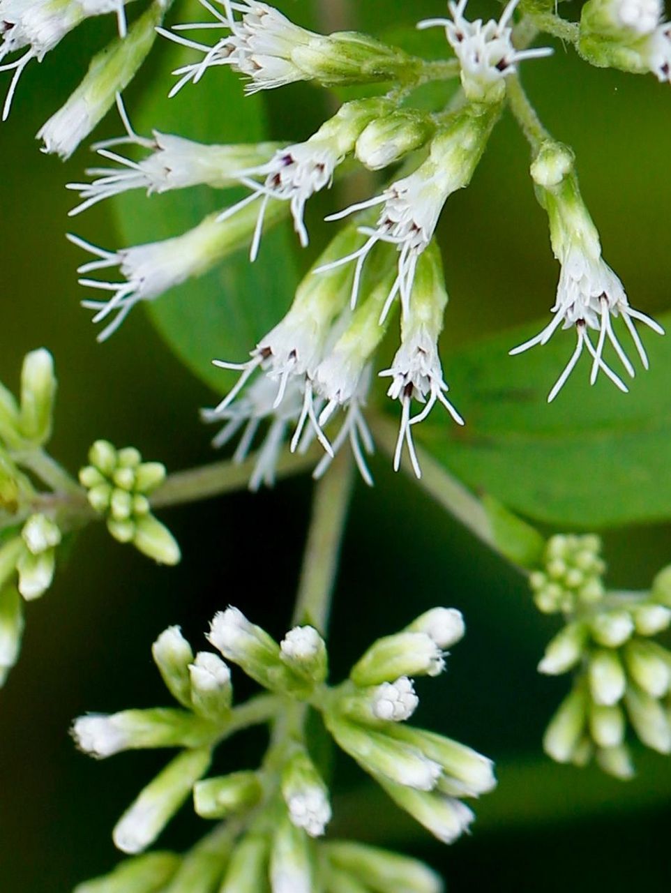 菊科植物摇曳生姿,而林泽兰属却别出心裁地用花蕊飘摇,这些远看如仙