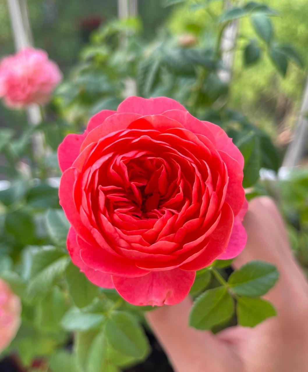 有种小型月季花,名字叫"香奈儿阳台",专门为阳台盆栽观赏而生,植株