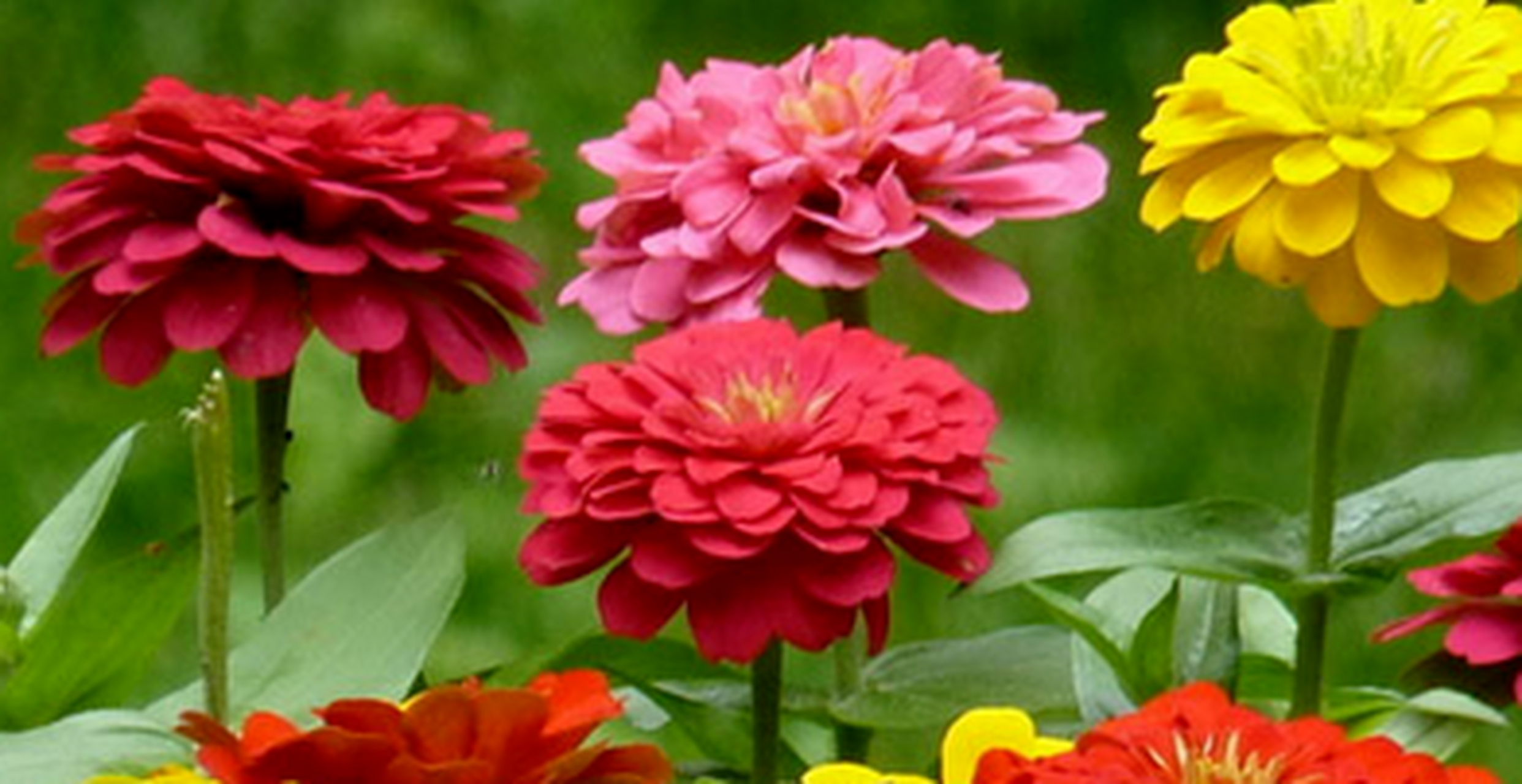 是公园,家庭庭院,花坛,道路两边绿化和美化的常用花卉,百日菊的颜色