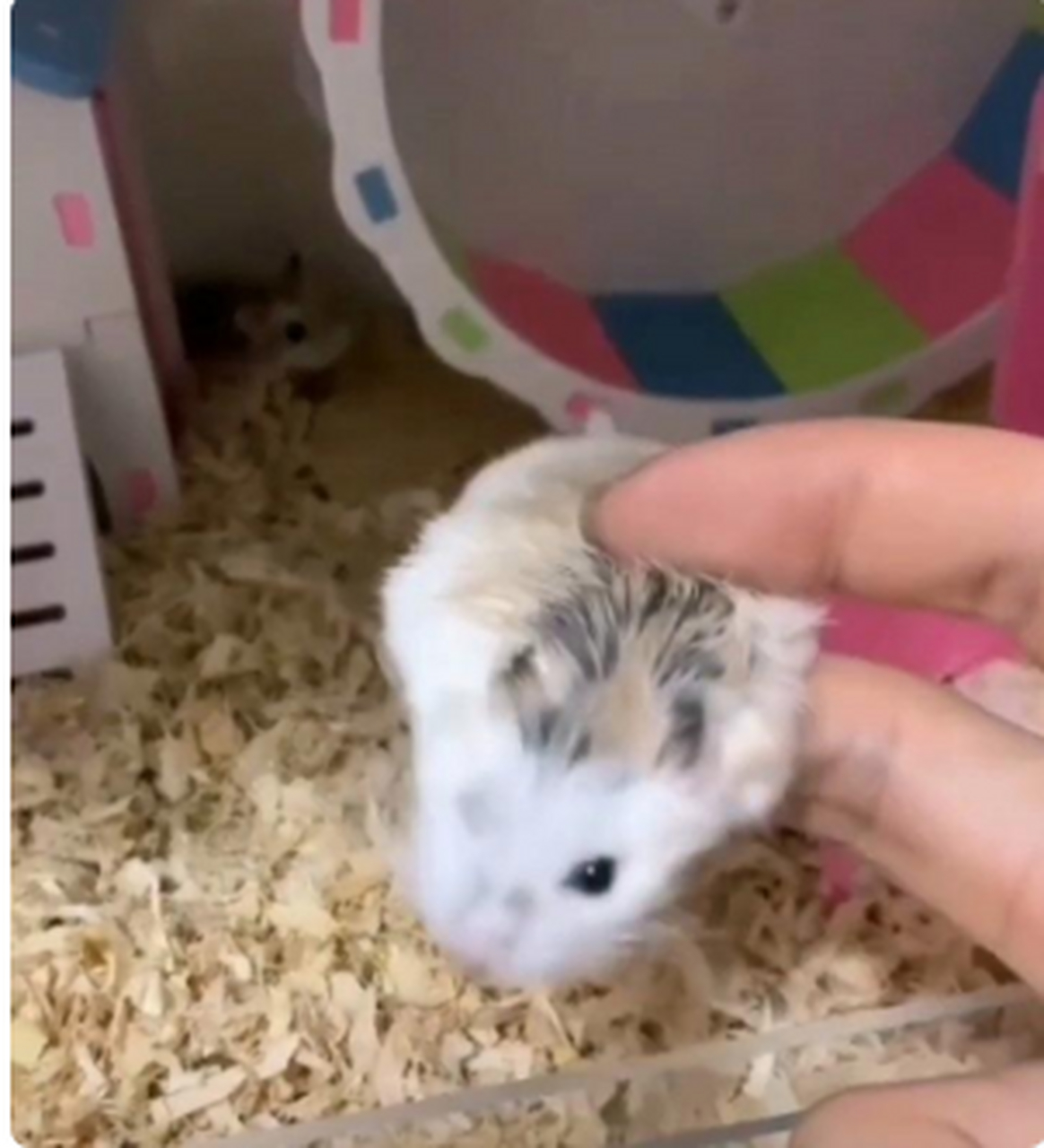 感觉这只老鼠挺可怜的,都被压成鼠片了!