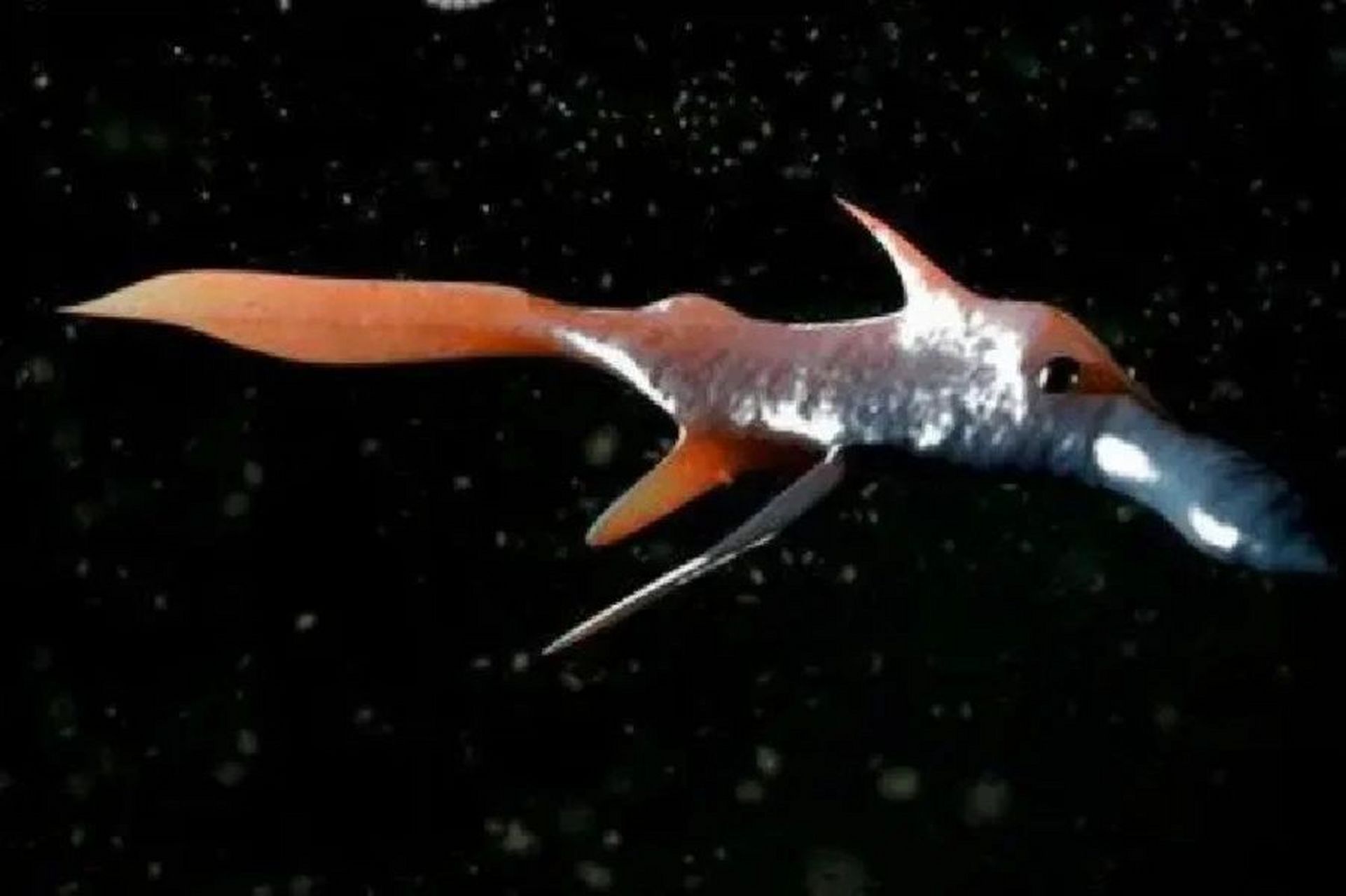 海中幽灵 长吻银鲛科 软骨鱼纲全头亚纲银鲛目的1科鱼类的统称 体长60