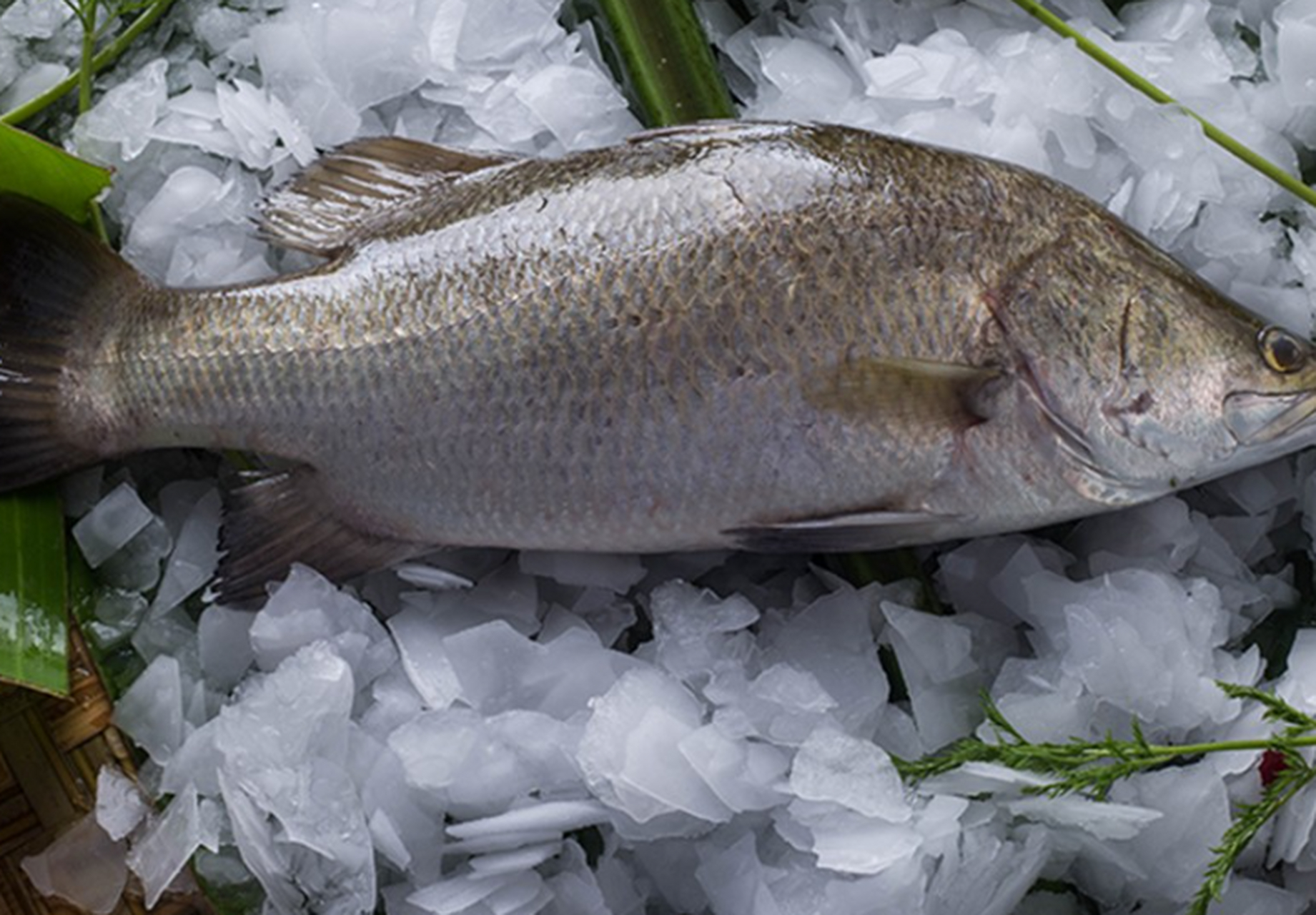 金目鲈鱼的眼睛在光线照射下,会反射出金色的光泽,这也是它名字的来源