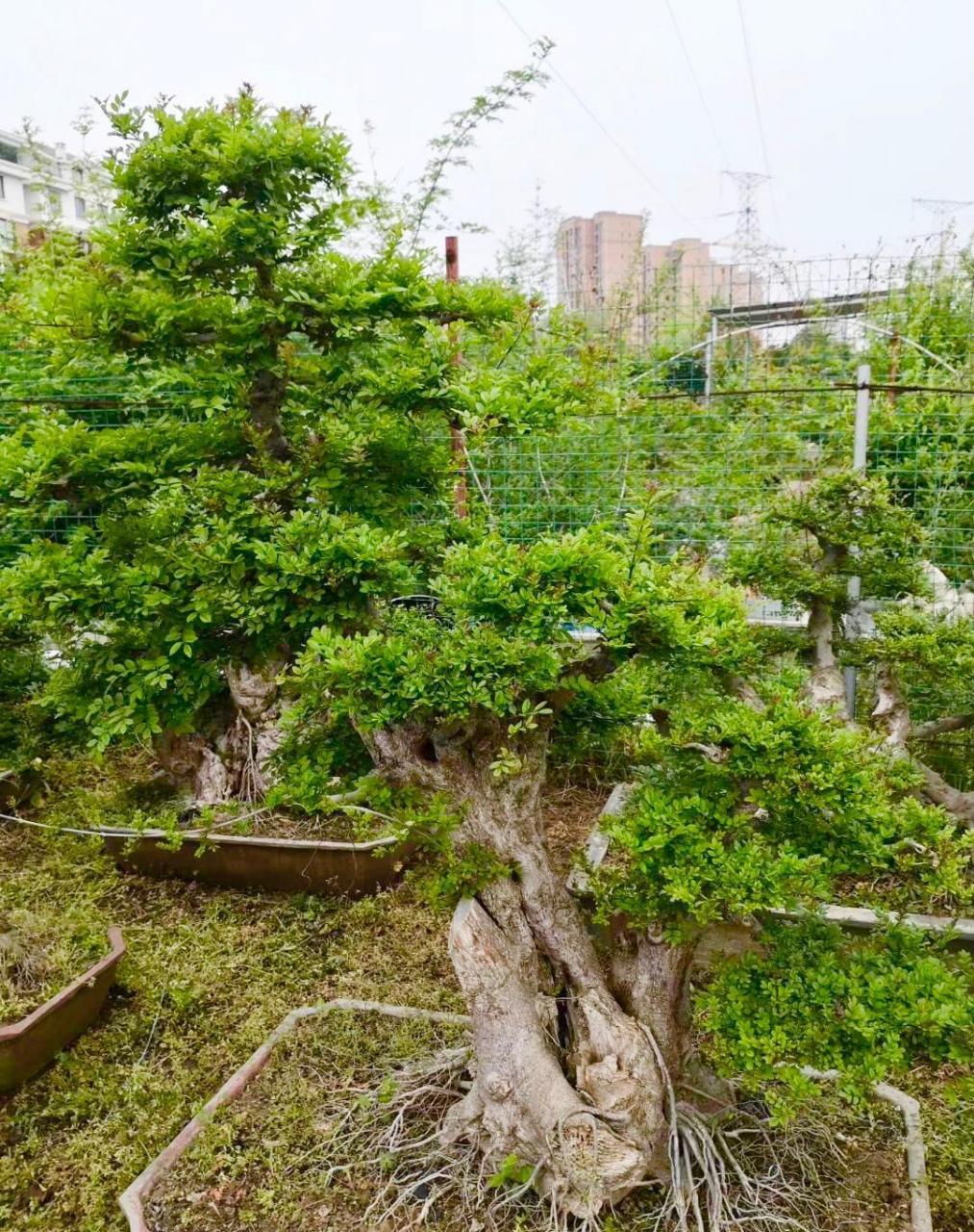 对节白蜡易造型,耐摘叶,被誉为盆景之王 兰花叶片柔韧结实,古时候就被