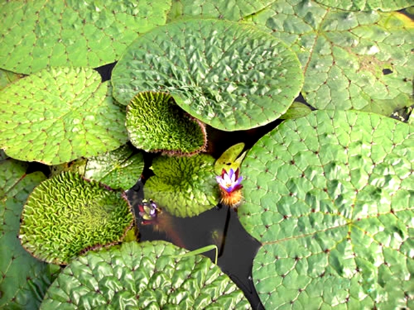 芡实,又名鸡头米,水鸡头等,为睡莲科植物芡的干燥