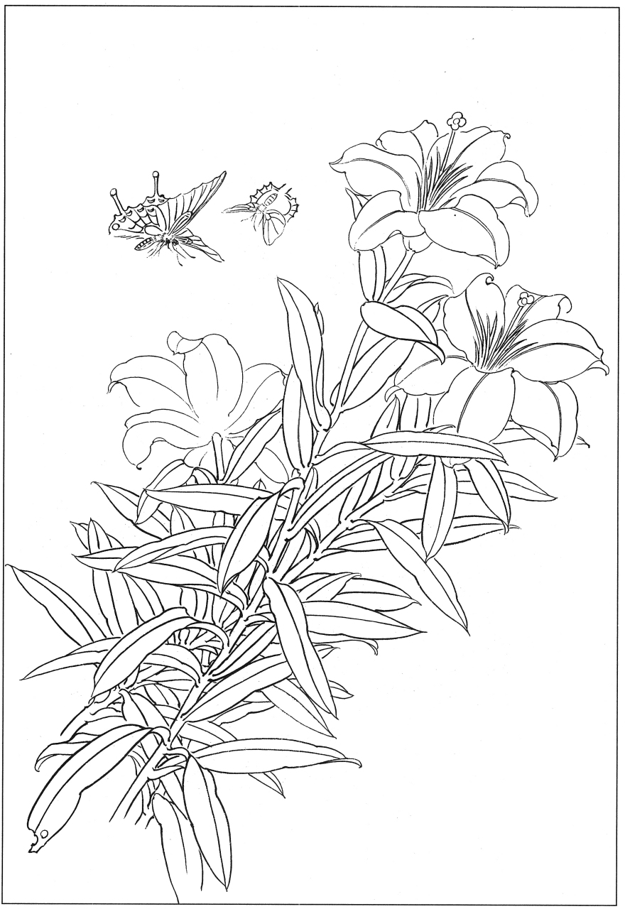 百合花的白描线稿.