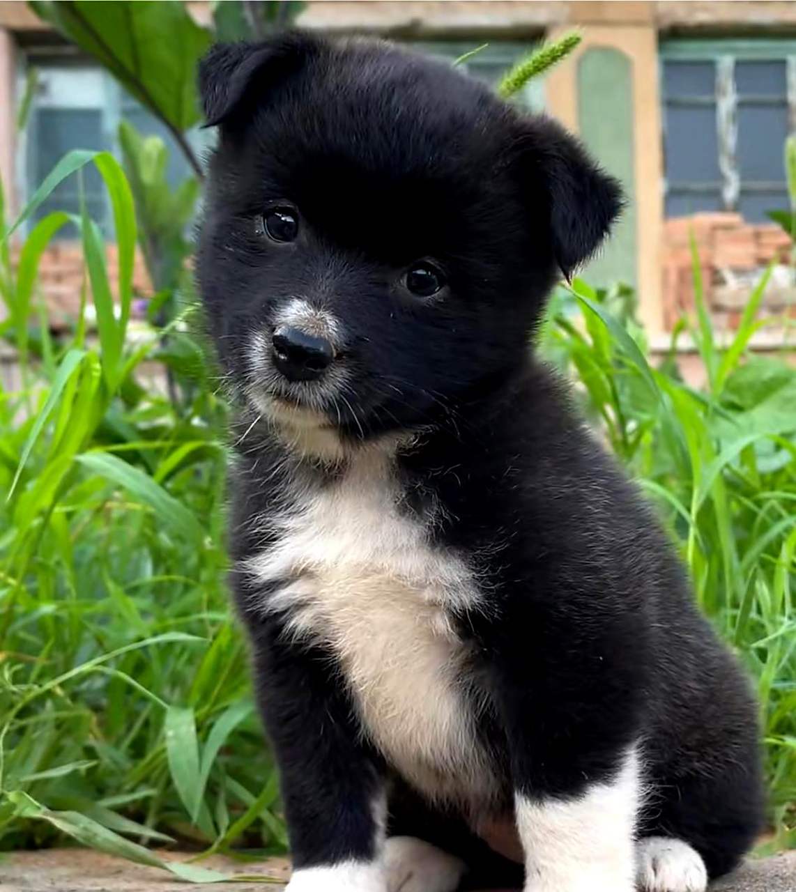 这只小土狗太可爱了,它歪着头看人的样子真让人喜欢!