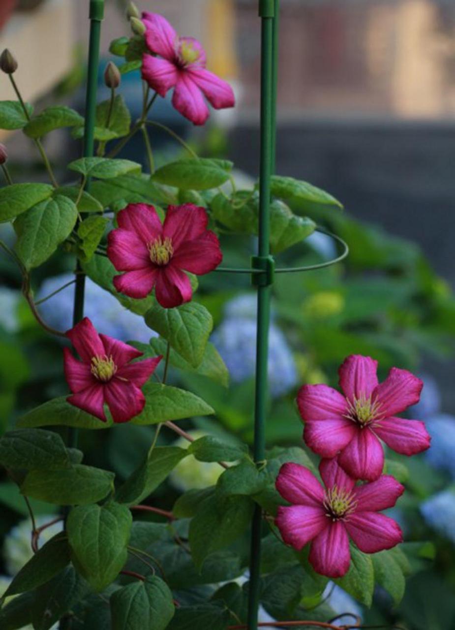 怎样选择最适合自己的铁线莲品种?