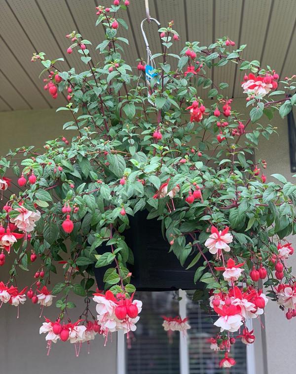 室内盆栽花卉"新宠儿—灯笼花,又名倒挂金钟,适合秋高气爽的季节