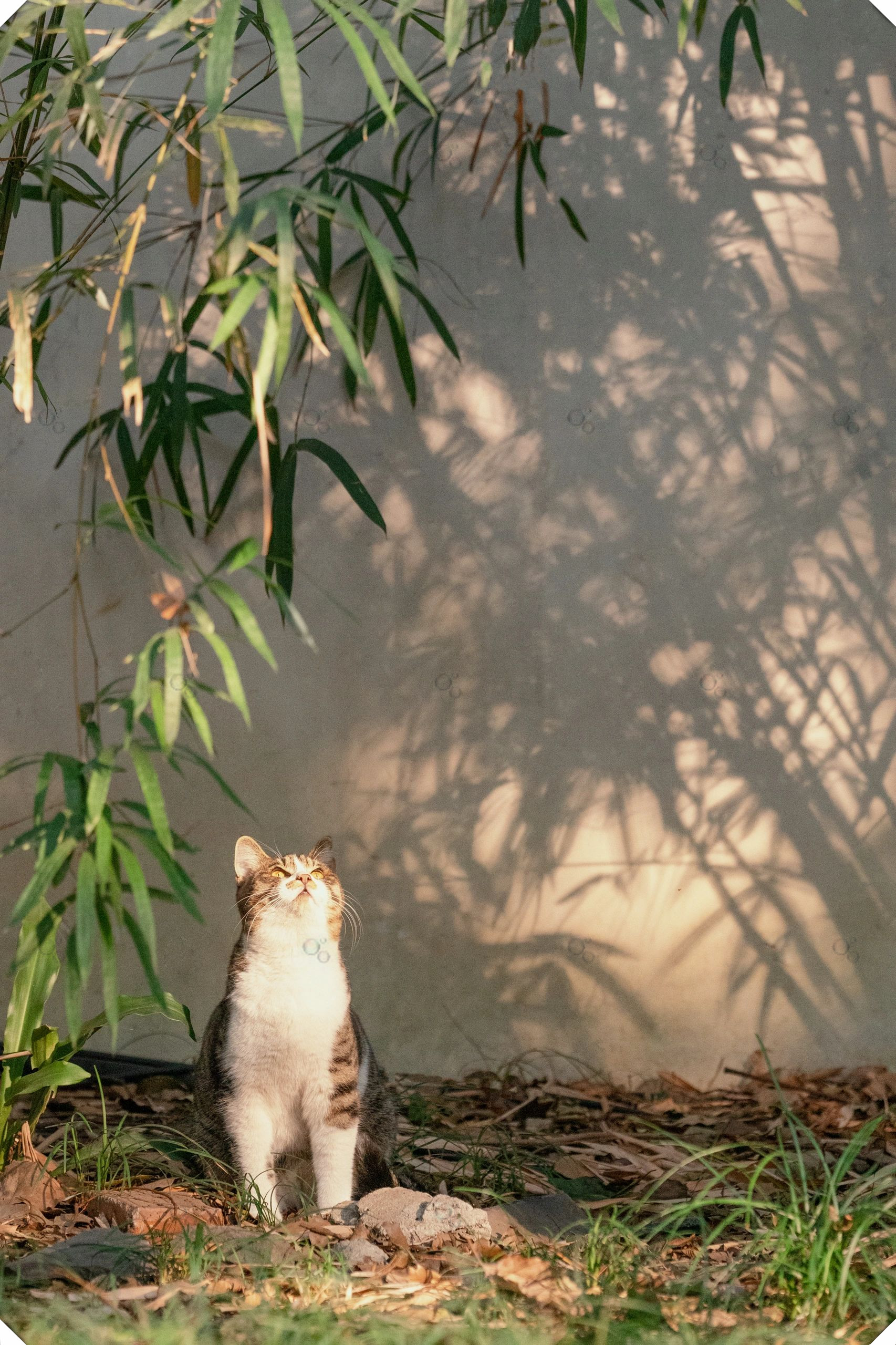 小猫猫·中国有惊喜图片