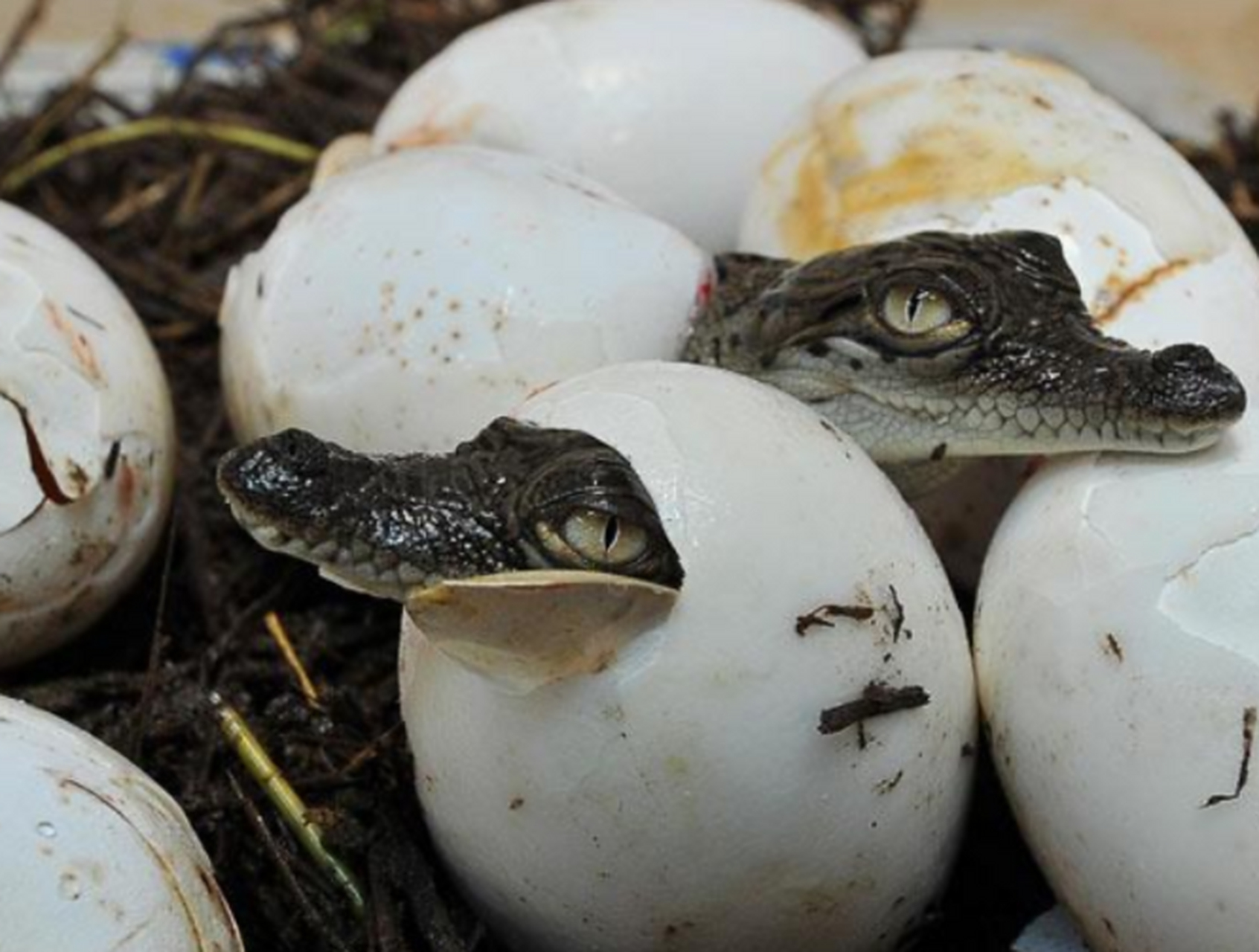 鳄鱼蛋竞吃比赛:  为了促进泰国的旅游业,一场生吃鳄鱼蛋比赛在芭堤雅