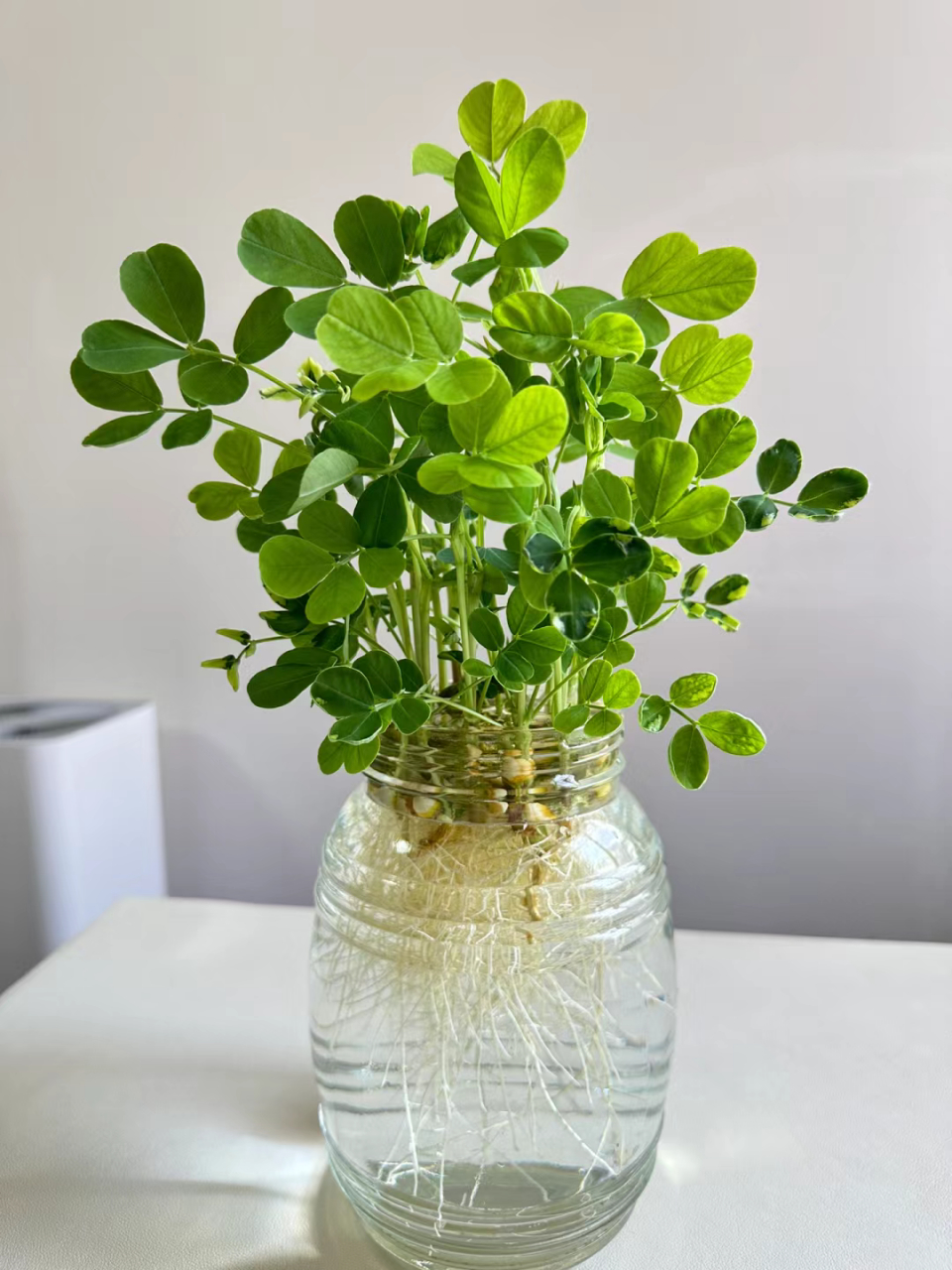 水培花生也可以做桌面小盆栽哦!