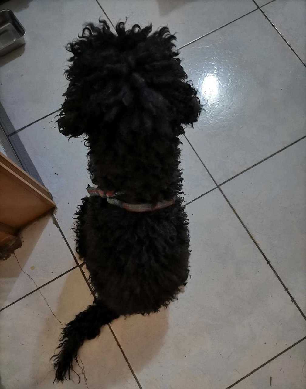 大白再次越狱,跟小黑打起来了,小黑被薅掉三撮毛,妙妙躺在旁边看戏