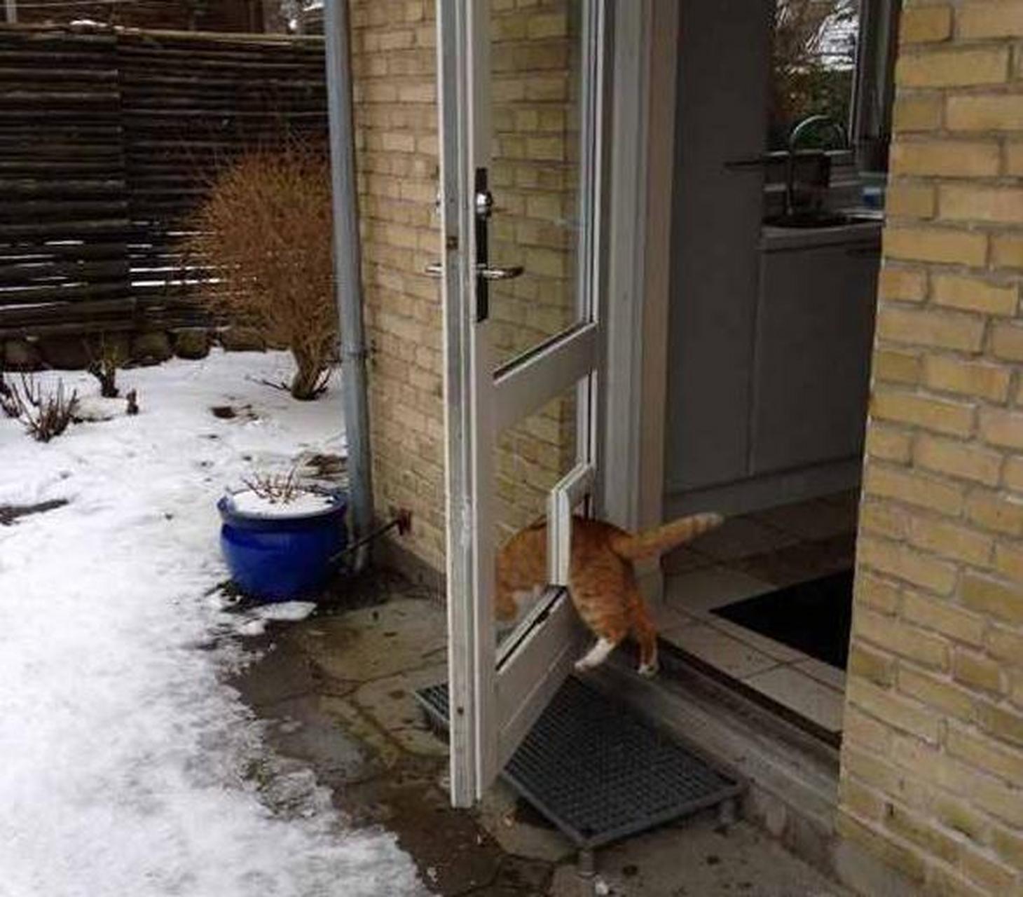 为什么猫不开用门,喜欢走猫洞?