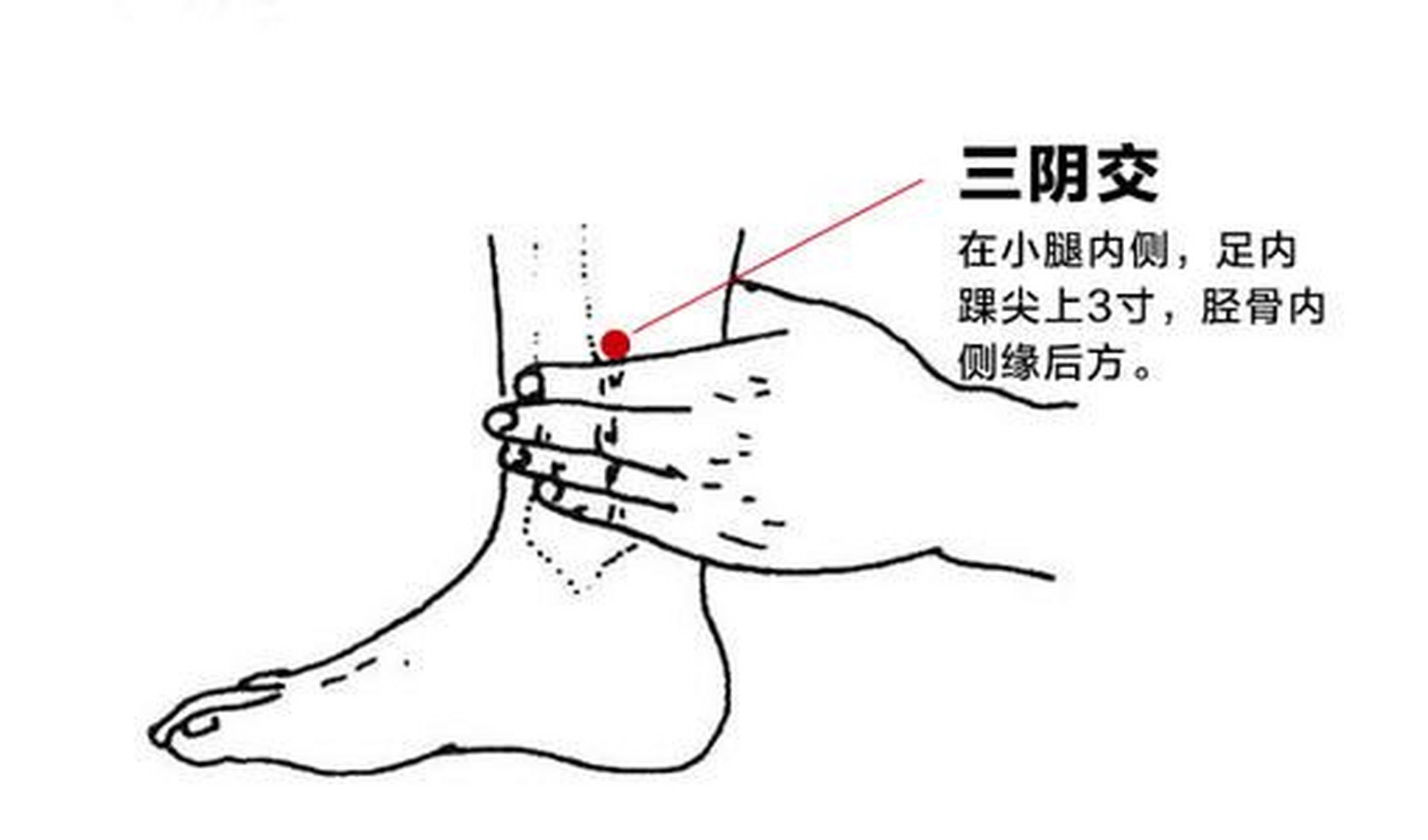 小腿内侧是哪里图片