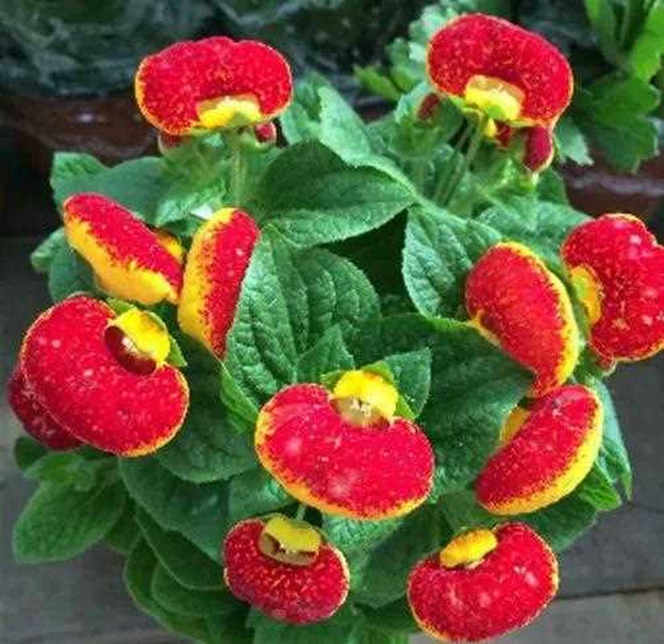 蒲包花又叫元宝花,因为花朵很像元宝,所以有招财进宝的美好寓意.