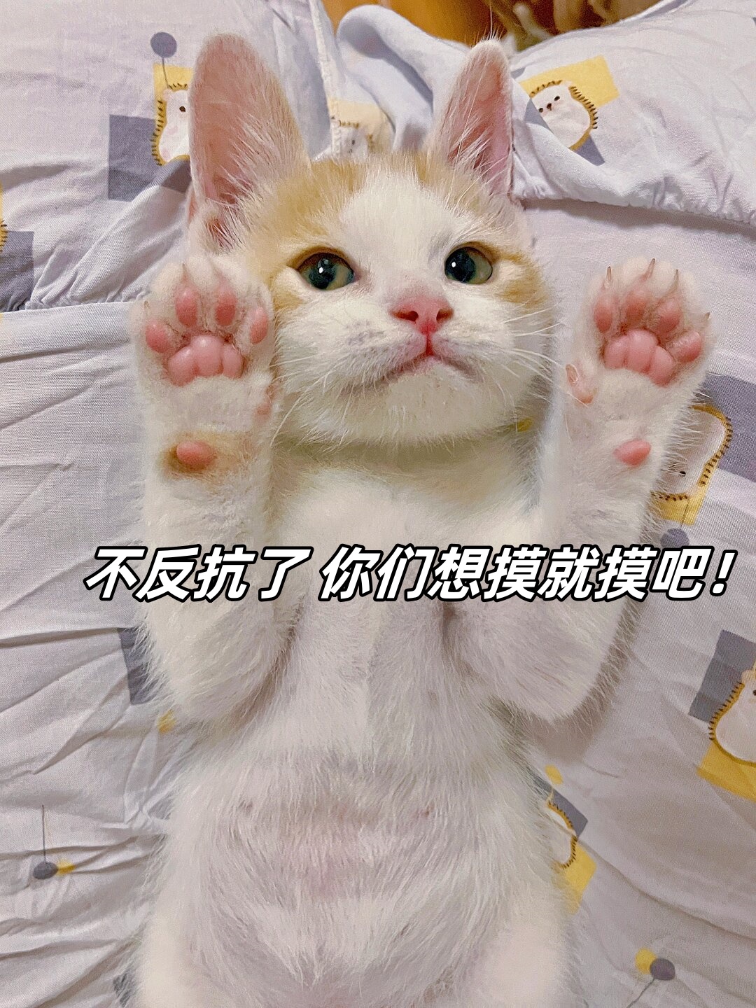 他成长的速度极快,如今他的耳朵已经变得园咨米铀植迨值 表情包