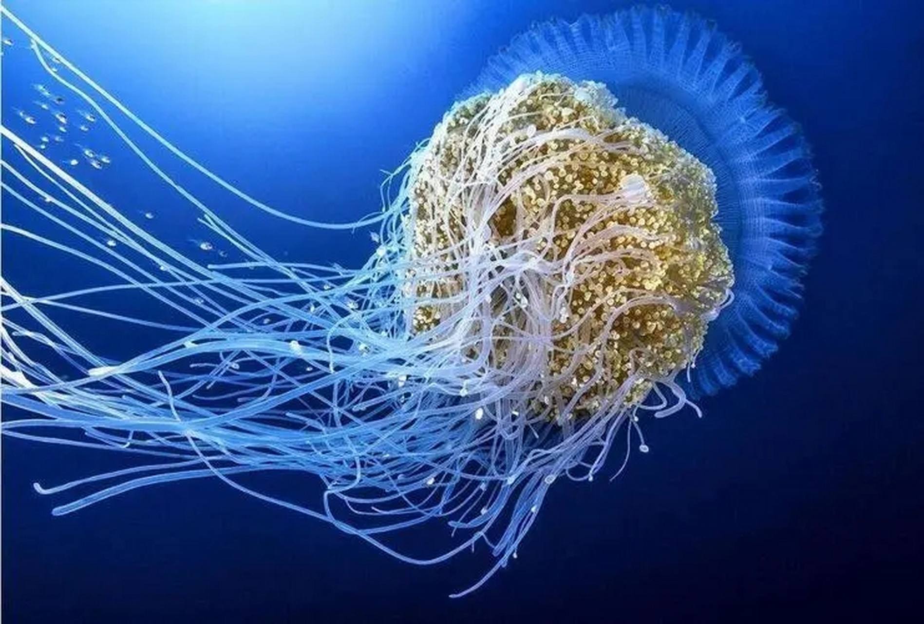 寿命最长的动物-灯塔水母  身体直径为4-5毫米,身体呈现透明,主要以