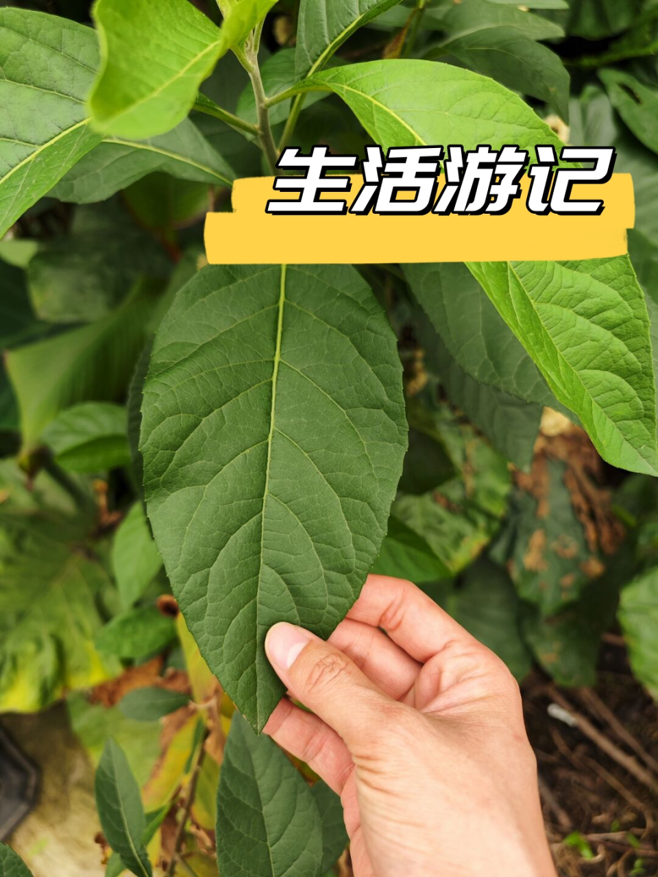 南非叶(拉丁学名:vernonia02amygdalina02),别称扁桃斑鸠菊,为
