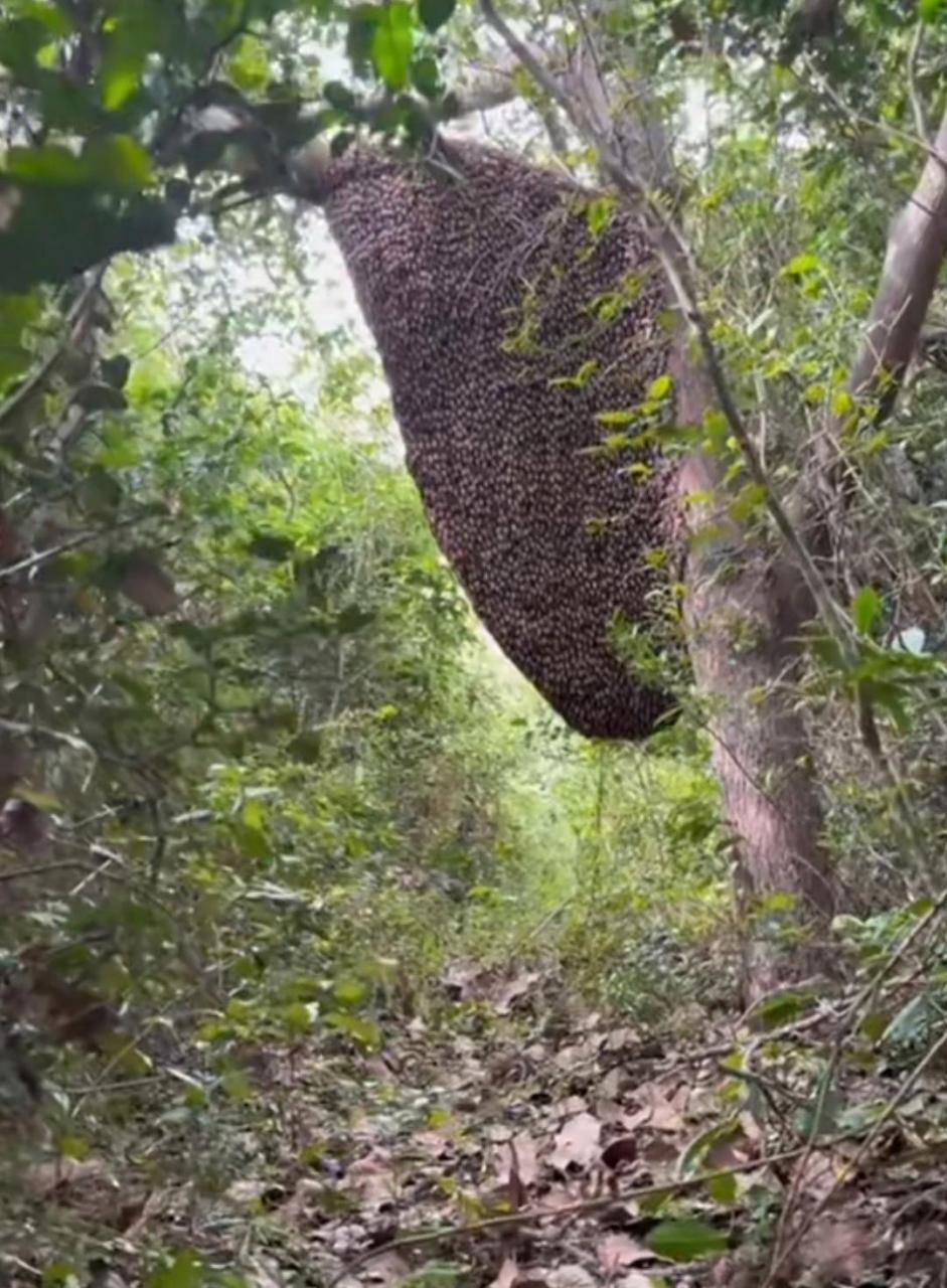 这个野生的蜜蜂,是我见过最多的了!