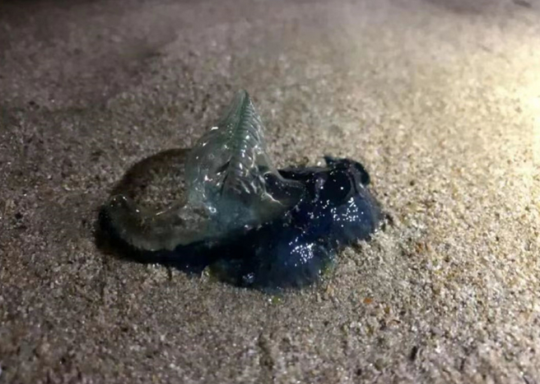 经过对比,发现这个泡泡水母,竟然是剧毒的僧帽水母!