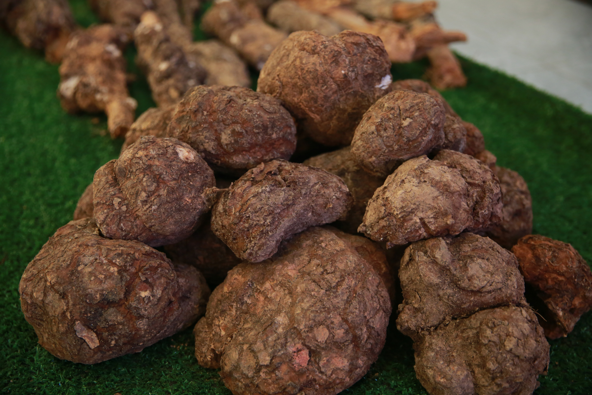 "茯苓是一种具有镇定安神,利水祛湿,健脾等功能的名贵药材,是本县6 1